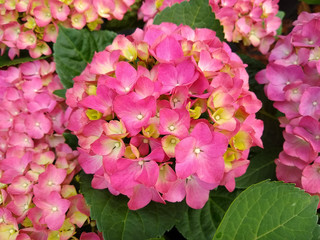 Hydrangea macrophylla 'Amsterdam'