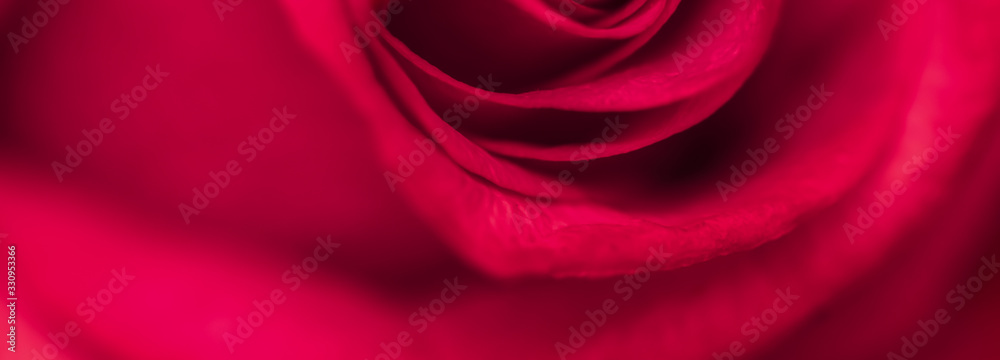 Wall mural soft focus, abstract floral background, red rose flower. macro flowers backdrop for holiday brand de