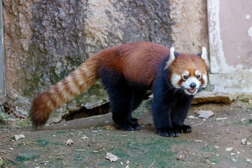 レッサーパンダ