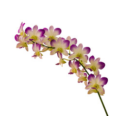 Obraz na płótnie Canvas beautiful orchid flower with branch