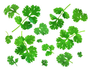 set of coriander leaves isolated