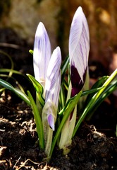 white and violet crocus flowers and burgeon on a sunny day on the flowerbed. green young leaves and bloom of crocus growing on soil in early spring. floral background