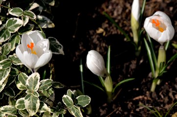 white crocus and boxwood leaves on a sunny day on the flowerbed. green young leaves and white bloom of crocus growing on soil in early spring. floral background