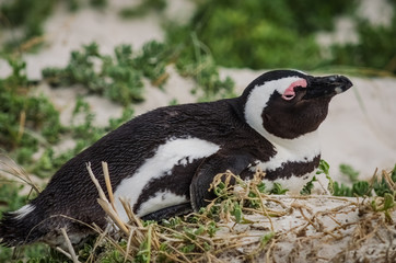 African penguin close up in South Africa