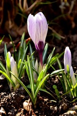 white and violet crocus flowers and burgeon on a sunny day on the flowerbed. green young leaves and bloom of crocus growing on soil in early spring. floral background