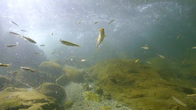 Under water a shoal of minnow fish in a river stream, France, Le Tech, Pyrenees-Orientales, Occitanie, 59.94fps