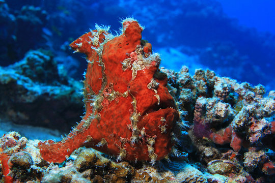 Giant Frogfish