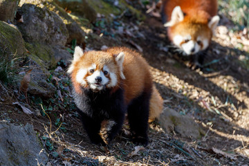 レッサーパンダ