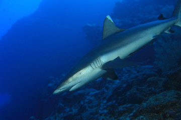 Grey reef shark