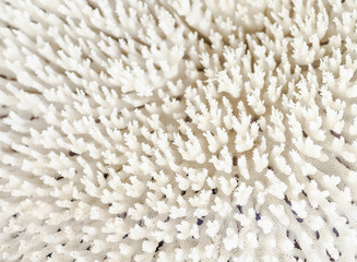Abstract pattern of white dead natural coral