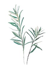 brunch of olive tree, watercolor illustration