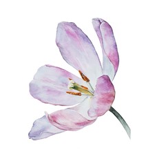 Fototapeta na wymiar pink flower tulip, watercolor illustration