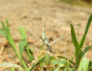 Grasshopper insect on grass plant leaf in garden outdoor, park green background cricket animal macro close up