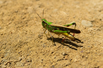 Grasshopper insect on grass in garden outdoor, park green background cricket animal macro cloase up