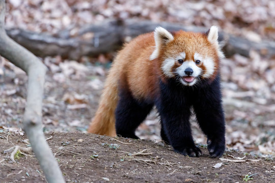 Ailuridae Bilder Durchsuchen 744 Archivfotos, und