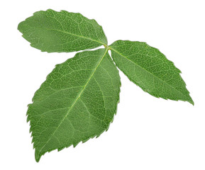 Leaf rose flower isolated on white background with clipping path