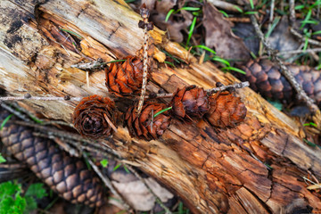 végétation du sol en forêt