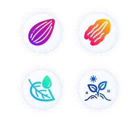 Leaf dew, Almond nut and Pecan nut icons simple set. Button with halftone dots. Grow plant sign. Water drop, Vegetarian food, Leaves. Nature set. Gradient flat leaf dew icon. Vector