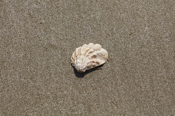 A profiled shell on a beach