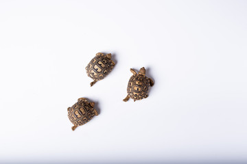 tortugas recien nacidas sobre un fondo blanco