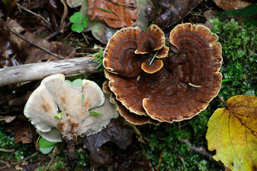 Fototapeta premium Pelloporus tomentosus, known as Velvet Rosette, a polypory fungus from Finland