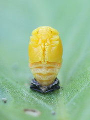 Coccinella septempunctata, the seven-spot ladybird (or, in North America, seven-spotted ladybug, shedding larval skin