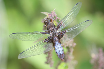 Libellula depressa, the broad-bodied chaser or broad-bodied darter