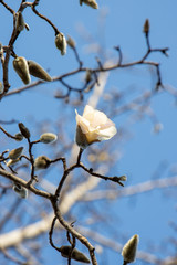 京都ぶらり、蕾のコブシと青空