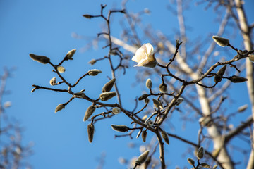 京都ぶらり、蕾のコブシと青空