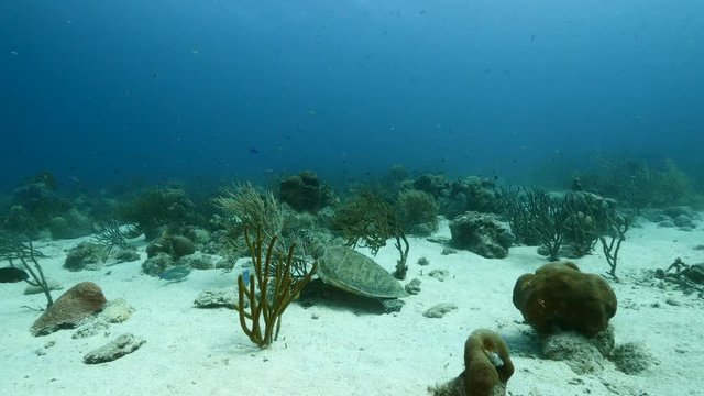 Seascape in turquoise water of coral reef in the Caribbean Sea around Curacao with Green sea Turtle, coral and sponge