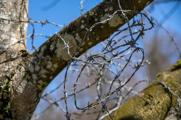 A Barbed wire over a tree, close-up.