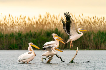 Danube Delta birds Pelicans taking of for their morning flight