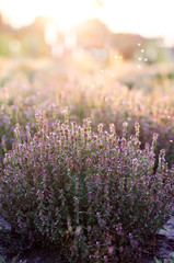 Purple flowers bush in sunlight rays. Summer flowers background. Landscape purple flowers close up.
