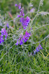 Vicia cracca in the green grass in summer. Purple flowers close up. Summer flowers on the meadow.