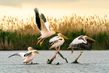 Pelicans in the Danube Delta, Romania flyring at sunrise