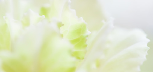 Abstract floral background, pale yellow carnation flower. Macro flowers backdrop for holiday brand design