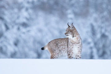 Young Eurasian lynx on snow. Amazing animal, walking freely on snow covered meadow on cold day. Beautiful natural shot in original and natural location. Cute cub yet dangerous and endangered predator. © janstria