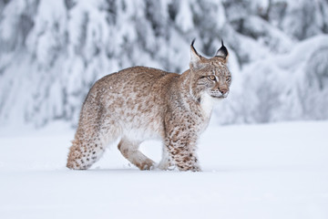 Jonge Euraziatische lynx op sneeuw. Geweldig dier, vrij wandelen op besneeuwde weide op koude dag. Mooie natuurlijke opname op originele en natuurlijke locatie. Leuke welp maar toch gevaarlijk en bedreigd roofdier.