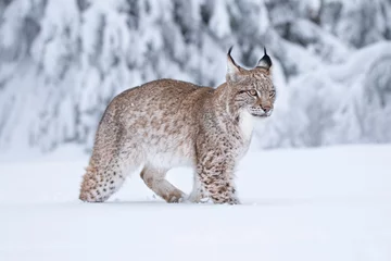 Photo sur Aluminium Lynx Jeune lynx eurasien sur la neige. Animal étonnant, marchant librement sur un pré couvert de neige par temps froid. Beau cliché naturel dans un lieu original et naturel. Cub mignon mais prédateur dangereux et en voie de disparition.