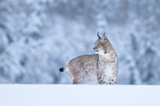 Young Eurasian lynx on snow. Amazing animal, walking freely on snow covered meadow on cold day. Beautiful natural shot in original and natural location. Cute cub yet dangerous and endangered predator.