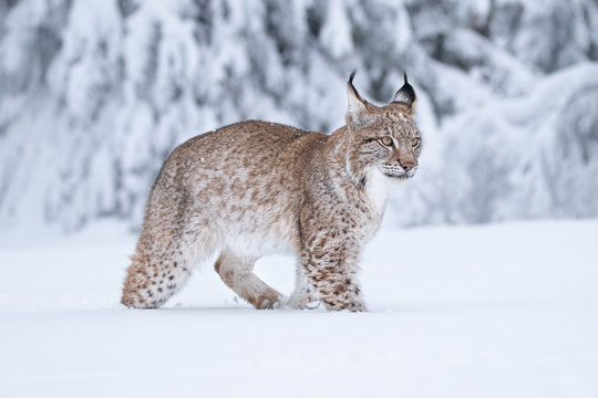 Young Eurasian lynx on snow. Amazing animal, walking freely on snow covered meadow on cold day. Beautiful natural shot in original and natural location. Cute cub yet dangerous and endangered predator.