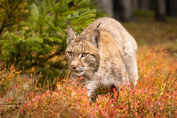 Amazing young Eurasian lynx in autumn colored forest. Beautiful and majestic animal. Dangerous, yet endangered. Fluffy, focused and tiger-like expression. Pure natural wonder. © janstria