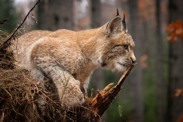 Jeune lynx eurasien étonnant dans la forêt colorée d& 39 automne. Animal magnifique et majestueux. Dangereux, mais en danger. Expression duveteuse, concentrée et semblable à celle d& 39 un tigre. Pure merveille de la nature.