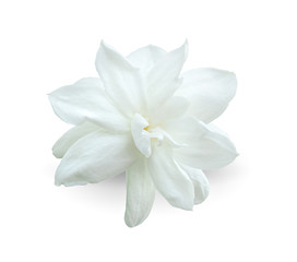 Fototapeta na wymiar arabian jasmine, jasminum sambac, flower jasmine tea flower isolated on white background.