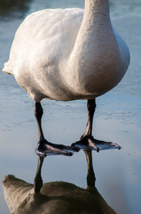 white swan paws on the ice reflecting