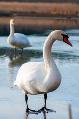 white swan paws on the ice reflecting