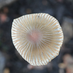 Coprinellus angulatus, known as bishops inkcap, wild coal-loving mushroom from Finland