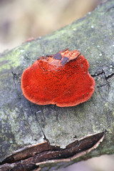 Trametes cinnabarina, known as Cinnabar Bracket or Northern Cinnabar Polypore, wild fungus from...
