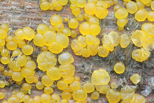 Dacrymyces stillatus, known as common jelly spot fungus, sexual stage photographed in Finland