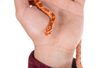 A man and a little snake.